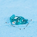 Miniature blue manta ray figurine with white spots for micro landscape 2.5cm - No. 8 Ray Fish