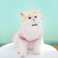 Close-up of a white cat wearing a yellow sun hat and pink pet outfit for summer - L (Head 41cm) / Yellow Tie-Dye