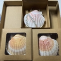 Natural shell loose-leaf notebook with white pearls in a kraft paper window box - Queen Shell Notepad (With Chain And Box)
