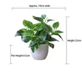 Artificial potted Scindapsus plant with white pot dimensions 19cm width and 22cm height - Small Pot + Evergreen