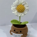 Handmade knitted white daisy plant in brown pot with positive thank you card message - Positive Potted-Shallow Pot Chamomile