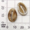 Mix di piccoli ciondoli a conchiglia in acrilico beige e marrone con scala graduata - 1 Pezzo Conchiglia in Acrilico 13x18mm-B