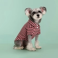 Pink and brown striped dog polo shirt with white buttons and collar on a Schnauzer - Fine Red Stripe