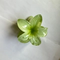 Translucent light green frangipani flower hair claw clip with gradient petals - 4cm / Light Green