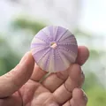 Light purple natural sea urchin shell specimen for DIY air plant home decoration - Purple Sea Urchin Shell 4-5cm