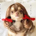 Funny dark brown pet wig for small dogs with straight bangs and red silk bows - Brown Gold Ponytails