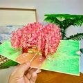 3D pop-up greeting card featuring a blooming pink cherry blossom tree and green base - Cherry Blossoms Blooming