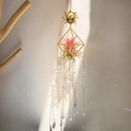 Golden sun suncatcher with air plant and crystal prisms casting rainbow light spots - Gold