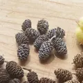 Natural dried mini pine cones and alder fruit for festive DIY Christmas decoration - Brushed White Small Alder Cones (10pcs)