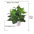 Detail view of artificial scindapsus plant in white rippled pot with dimensions - Medium Pot + 26cm Evergreen