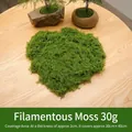 Artificial vivid green moss 30g pack for DIY miniature landscape and bonsai decor - 30 g / Light Green