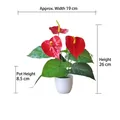 Artificial red anthurium plant in white pot with 26cm height and 19cm width dimensions - Small Pot + 12-Prong Large Anthurium