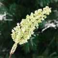 Artificial white and green berry stem for Christmas and home decor arrangements - Wheat Ear 16cm / Green
