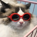 Lunettes de soleil rouges