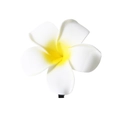 Molletta per capelli a fiore di frangipane bianca con centro giallo su sfondo bianco - 9cm Bianco Grande