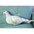 Realistic white pigeon plush toy with grey feather detail on a blue suede sofa - 50x20cm Pigeon