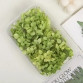 Preserved green hydrangea petals in a box for DIY floral crafts and decor - 5g / Aqua Green