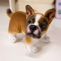 Adorabile cucciolo di bulldog francese di peluche marrone e bianco in posa curiosa - Bulldog Francese Marrone Scuro