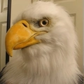 Lifelike bald eagle animal mask with white fur and yellow beak for Halloween parties - Simulated Eagle