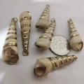 Set of six natural seashell conch pendants with metallic electroplated finish highlights - No.36 (Conch Pendants - Metal Trim)