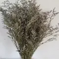 Dried Statice flower bouquet in purple and yellow-green for floral DIY arrangements - Natural (500g)
