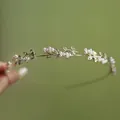 Elegante cerchietto dorato sottile con perle bianche e strass in stile floreale - Foglia Di Glicine Con Perla Dorata