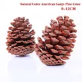 Piñas americanas naturales para decoración navideña tamaño 9-12cm sobre un fondo blanco - Piña Americana Natural Grande 9-12CM