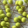 Bright yellow-green decorative foam berries with stems for Christmas wreath DIY crafts - 10mm (3/8 inch) / Green