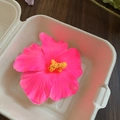 Detailed close-up of a pink hibiscus flower clip with textured petals and yellow stamens - Pink