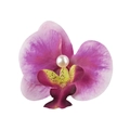 Realistic gradient purple orchid hair clip with center pearl on white background - Pink Purple Gradient
