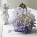 Macro detail of white and purple gradient hydrangea petals with elegant angel statue background - Light Purple