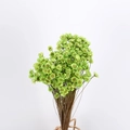 Bunch of dried green star flowers for DIY floral arrangements and aromatherapy - Green