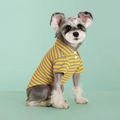 Pet polo shirt with yellow and grey horizontal stripes for small dogs like Schnauzers - Fine Yellow Stripe