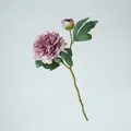 Crèmewitte en roze zijden pioenroos met knop op lange groene steel, lengte 49 cm - Totale lengte 49cm (1 bloem 1 knop) / Donkerpaars