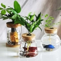 Three creative glass hydroponic vases with cork lids, small fish and green plants - Tools Set Combo
