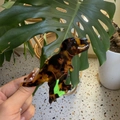 Detail of dinosaur-shaped hair claw clip in tortoise shell finish with green accents - Tortoiseshell Dinosaur