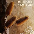 Getrocknete Dipsacus-Blume in Goldbraun, 40cm Einzelstiel für die Heimdekoration - Goldbraune natürlich getrocknete Dipsacus-Frucht (1 Stück)