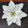 Detailed top view of a white velvet poinsettia flower head with yellow stamens for Christmas - White