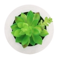 Top view of artificial succulent plant in a white frame on a clean white background - Style 4F
