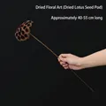 Natural dried lotus pod with long stem, dark brown flower art decor, 40-55cm length - Dried Large Lotus Pods (No Seeds)