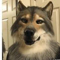 Realistic wolf animal mask with long grey and white fur and lifelike yellow eyes - Simulated Wolf (LED)