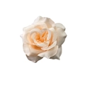 Artificial champagne silk rose hair clip for wedding and party elegance - 8cm #4 Champagne
