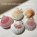 Shell-shaped loose-leaf notebooks in five natural colors with silver metal rings - Double Convex Queen Shell Notepad (Colorful)