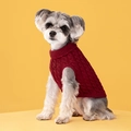 Schnauzer dog in wine red cable knit sweater on yellow background, stylish pet knitwear - Red