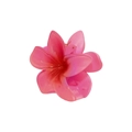 Pink gradient plumeria flower hair claw clip made of translucent acrylic resin - Fruit