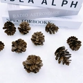 Natuurlijke bruine dennenappels voor kerstboomdecoratie en DIY winterknutsels - 4cm