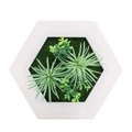 Hexagonal white frame with realistic artificial succulent plants and moss décor - Style 9E