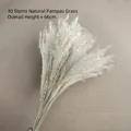 Set of 30 stems natural dried pampas grass 66cm long for modern minimalist home decor - Dusting Flower Natural (30 Stems)