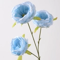 Austin Rose Blue