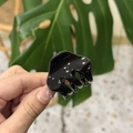 Detail of glossy black acetate hair claw clip held by hand with green leaf background - Glossy Black